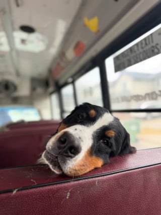 Illustration de l'article : 12 photos de chiens qui prennent le bus tels de parfaits petits &eacute;coliers