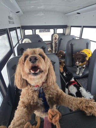 Illustration de l'article : 12 photos de chiens qui prennent le bus tels de parfaits petits &eacute;coliers