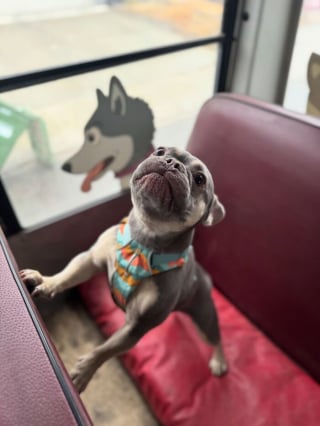 Illustration de l'article : 12 photos de chiens qui prennent le bus tels de parfaits petits &eacute;coliers