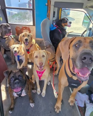 Illustration de l'article : 12 photos de chiens qui prennent le bus tels de parfaits petits &eacute;coliers