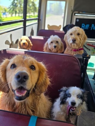 Illustration de l'article : 12 photos de chiens qui prennent le bus tels de parfaits petits &eacute;coliers