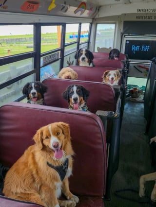 Illustration de l'article : 12 photos de chiens qui prennent le bus tels de parfaits petits &eacute;coliers