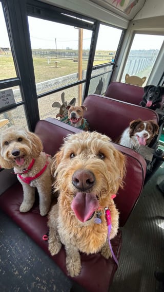 Illustration de l'article : 12 photos de chiens qui prennent le bus tels de parfaits petits &eacute;coliers