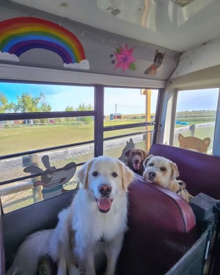 Illustration de l'article : 12 photos de chiens qui prennent le bus tels de parfaits petits &eacute;coliers