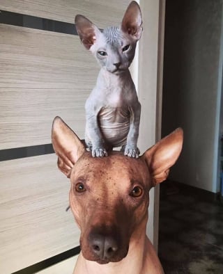 Illustration de l'article : 10 chiens qui prouvent que l&rsquo;amiti&eacute; ne doit pas avoir de barri&egrave;re