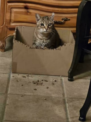 Illustration de l'article : 12 photos amusantes de chats qui pensent qu’un carton est un palace