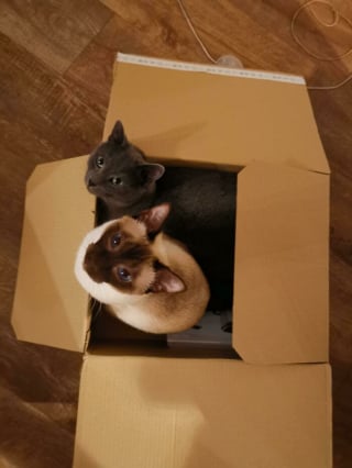 Illustration de l'article : 12 photos amusantes de chats qui pensent qu’un carton est un palace