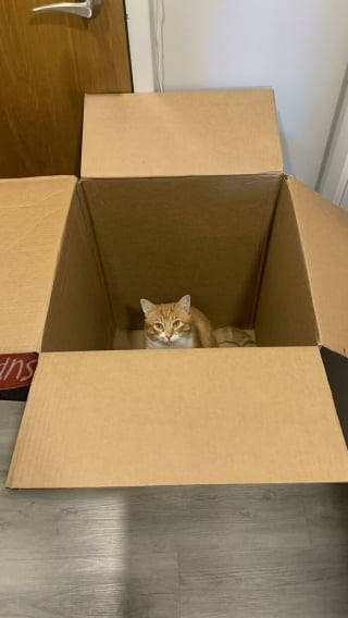 Illustration de l'article : 12 photos amusantes de chats qui pensent qu’un carton est un palace