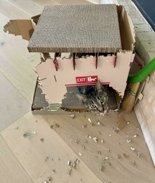 Illustration de l'article : 12 photos amusantes de chats qui pensent qu’un carton est un palace