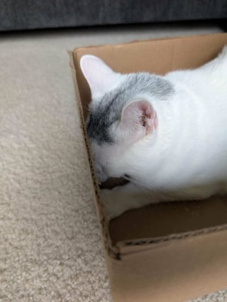 Illustration de l'article : 12 photos amusantes de chats qui pensent qu’un carton est un palace