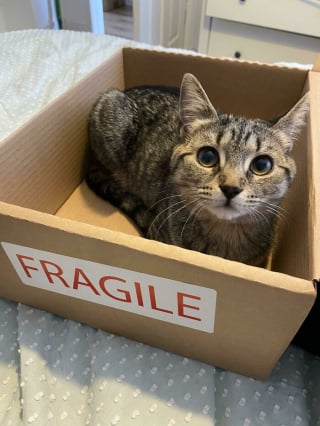 Illustration de l'article : 12 photos amusantes de chats qui pensent qu’un carton est un palace