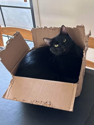 Illustration de l'article : 12 photos amusantes de chats qui pensent qu’un carton est un palace