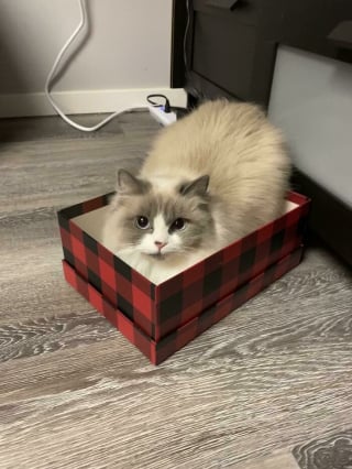 Illustration de l'article : 12 photos amusantes de chats qui pensent qu’un carton est un palace