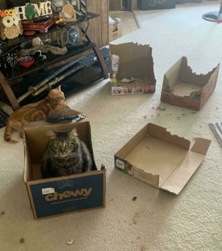 Illustration de l'article : 12 photos amusantes de chats qui pensent qu’un carton est un palace