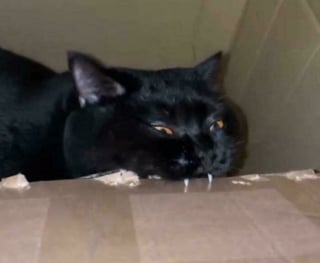 Illustration de l'article : 12 photos amusantes de chats qui pensent qu’un carton est un palace