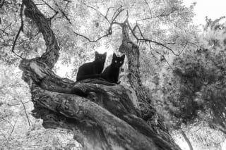 Illustration de l'article : 12 photos qui mettent en valeur la beauté des chats de rue