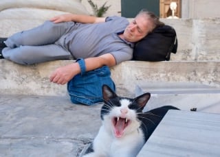 Illustration de l'article : 12 photos qui mettent en valeur la beauté des chats de rue