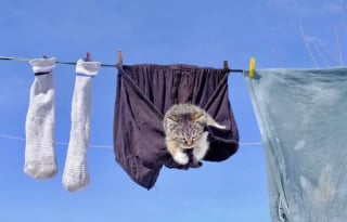 Illustration de l'article : 12 photos qui mettent en valeur la beauté des chats de rue