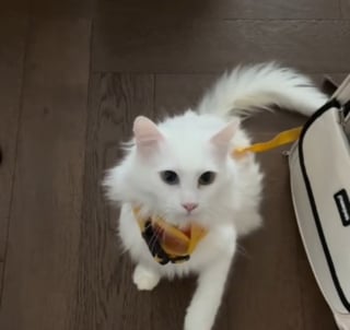 Illustration de l'article : Adopt&eacute; fin 2025, ce chat n'entend aucun son mais a d&eacute;velopp&eacute; une capacit&eacute; de compr&eacute;hension gr&acirc;ce au langage gestuel invent&eacute; par sa ma&icirc;tresse (vid&eacute;o)