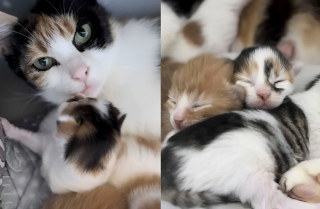Illustration de l'article : Un chat amical tout juste arriv&eacute; au refuge soulage une maman f&eacute;line en prenant en charge l&rsquo;&eacute;ducation de ses petits (vid&eacute;o)