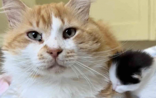 Illustration de l'article : Un chat amical tout juste arriv&eacute; au refuge soulage une maman f&eacute;line en prenant en charge l&rsquo;&eacute;ducation de ses petits (vid&eacute;o)