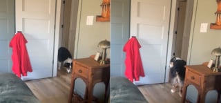 Illustration de l'article : Ce chien qui a peur de franchir les portes a une technique bien &agrave; lui pour entrer dans une pi&egrave;ce (vid&eacute;o)