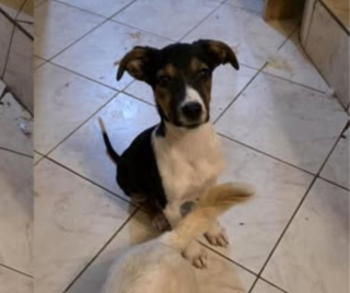 Illustration de l'article : &laquo; Sauver Americana, c&rsquo;est lui offrir une enfance &raquo;, apr&egrave;s avoir connu l'enfer de l'errance, ce chiot veut d&eacute;couvrir l'amour d'une famille