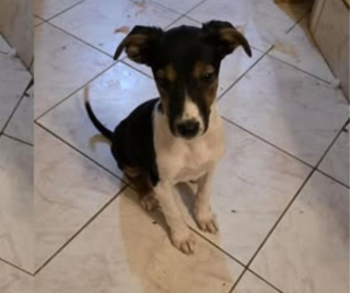 Illustration de l'article : &laquo; Sauver Americana, c&rsquo;est lui offrir une enfance &raquo;, apr&egrave;s avoir connu l'enfer de l'errance, ce chiot veut d&eacute;couvrir l'amour d'une famille