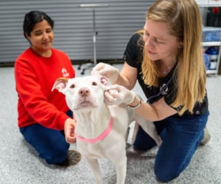 Illustration de l'article : &laquo; Operation Fight Club &raquo;, 207 chiens sauv&eacute;s d'un r&eacute;seau de combats canins gr&acirc;ce &agrave; un raid historique du FBI