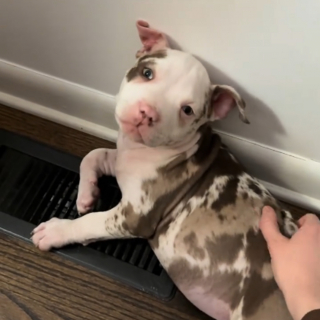 Illustration de l'article : Ce chiot retrouv&eacute; abandonn&eacute; et en hypothermie vit un nouveau d&eacute;part en famille d'accueil o&ugrave; il d&eacute;couvre son ombre avec &eacute;merveillement (vid&eacute;o)