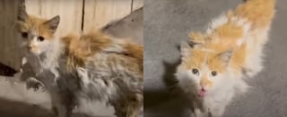 Illustration de l'article : Cette chatte errante mal en point s'arrête devant une pharmacie en quête d'aide et son appel au secours a été entendu