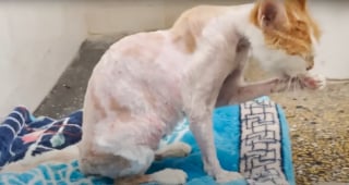 Illustration de l'article : Cette chatte errante mal en point s'arrête devant une pharmacie en quête d'aide et son appel au secours a été entendu