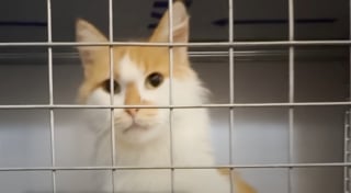 Illustration de l'article : Cette chatte errante mal en point s'arrête devant une pharmacie en quête d'aide et son appel au secours a été entendu