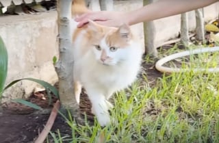 Illustration de l'article : Cette chatte errante mal en point s'arrête devant une pharmacie en quête d'aide et son appel au secours a été entendu