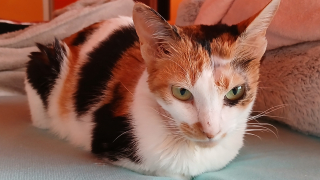 Illustration de l'article : Trouv&eacute;e gravement bless&eacute;e dans la rue, cette chatte errante d&eacute;couvre une vie remplie d&rsquo;amour &agrave; des milliers de kilom&egrave;tres de son &icirc;le natale