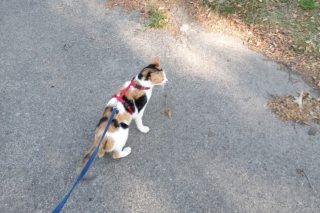 Illustration de l'article : Trouv&eacute;e gravement bless&eacute;e dans la rue, cette chatte errante d&eacute;couvre une vie remplie d&rsquo;amour &agrave; des milliers de kilom&egrave;tres de son &icirc;le natale