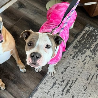 Illustration de l'article : En suivant des empreintes de pattes dans la neige, des sauveteurs découvrent 2 chiens abandonnés dans un froid glacial (vidéo)