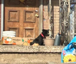 Illustration de l'article : Piégée dehors par un froid extrême, une chienne courageuse garde ses petits au chaud avant de trouver enfin un abri sûr