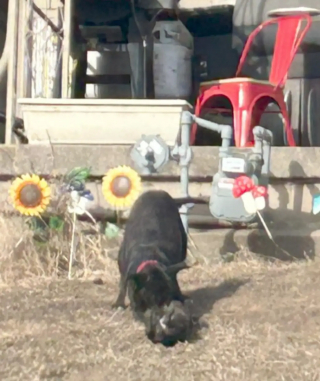 Illustration de l'article : Piégée dehors par un froid extrême, une chienne courageuse garde ses petits au chaud avant de trouver enfin un abri sûr