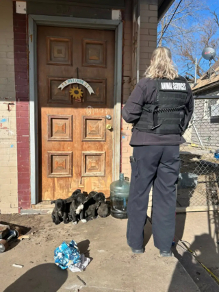 Illustration de l'article : Piégée dehors par un froid extrême, une chienne courageuse garde ses petits au chaud avant de trouver enfin un abri sûr