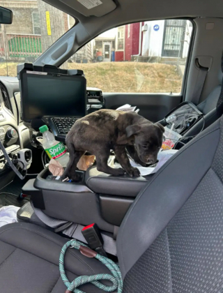 Illustration de l'article : Piégée dehors par un froid extrême, une chienne courageuse garde ses petits au chaud avant de trouver enfin un abri sûr