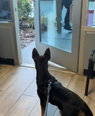 Illustration de l'article : Sa seule faute &eacute;tant d'avoir grandi, ce chien offert &agrave; No&euml;l voit avec d&eacute;sarroi son propri&eacute;taire repartir du refuge sans lui (vid&eacute;o)