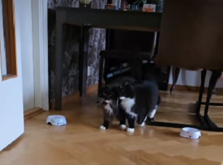 Illustration de l'article : Adopt&eacute;s ensemble apr&egrave;s l'errance et le refuge, ces 2 chats se ressemblant comme 2 gouttes d'eau sont litt&eacute;ralement ins&eacute;parables (vid&eacute;o)