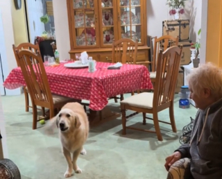 Illustration de l'article : Cette chienne se pla&icirc;t tellement chez Mamie qu'elle fait toute une sc&egrave;ne quand il est l'heure de rentrer (vid&eacute;o)