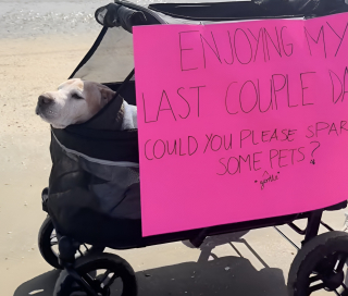 Illustration de l'article : Paralysée et en fin de vie, cette chienne reçoit l’attention qu’elle aime tant lors d’une dernière promenade sur la plage (vidéo)