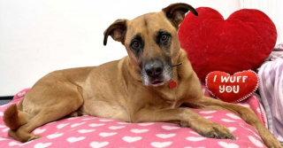 Illustration de l'article : Triste d'&ecirc;tre au refuge, ce chien timide et craintif peut compter sur le soutien des b&eacute;n&eacute;voles pour retrouver un peu d'espoir