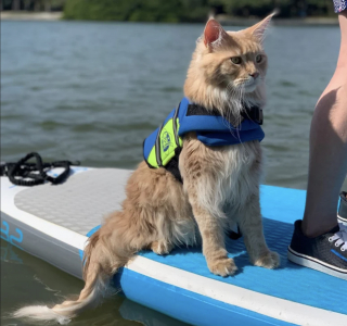 Illustration de l'article : Passionn&eacute; par l'eau, ce Maine Coon adore nager, sortir en bateau et faire du paddle avec sa famille (vid&eacute;o)