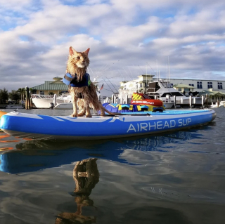 Illustration de l'article : Passionn&eacute; par l'eau, ce Maine Coon adore nager, sortir en bateau et faire du paddle avec sa famille (vid&eacute;o)