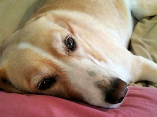 Illustration de l'article : 16 photos de chiens fra&icirc;chement adopt&eacute;s, qui d&eacute;couvrent leur nouveau foyer