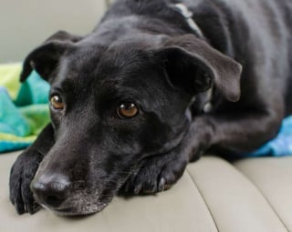 Illustration de l'article : 16 photos de chiens fra&icirc;chement adopt&eacute;s, qui d&eacute;couvrent leur nouveau foyer